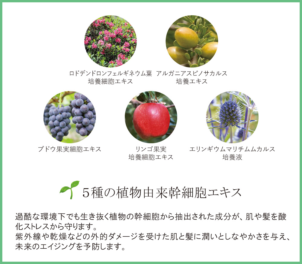 5種の植物幹細胞
